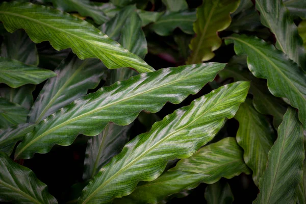 Calathea yapraklarının doğal arka planı (Calathea Rufibarba Fenzl). Geriye mızrak ucu ve dalgalı kenarlar kalıyor. Üst yapraklar koyu yeşil, parlak ve altında kırmızı-mor var. Bahçe dekorasyonu için süs bitkisi.