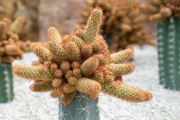 Primo Piano Mammillaria Elongata Cactus Ladyfinger Cactus Grappolo Piante Succulente — Foto Stock