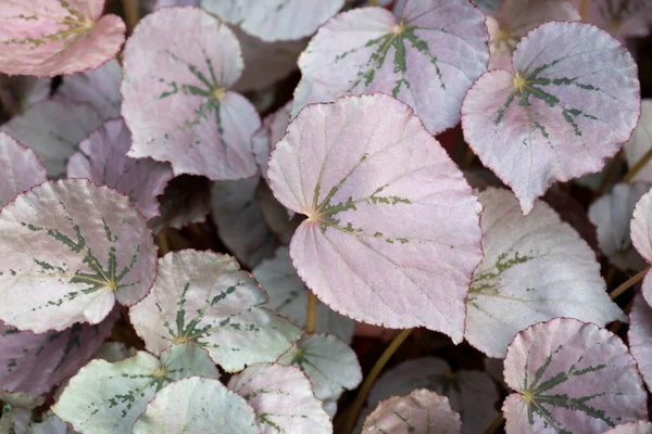 Natürlicher Hintergrund Aus Schönen Violetten Begonien Blättern Mit Sanftem Morgensonnenlicht — Stockfoto