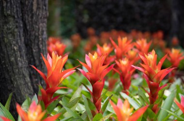 Turuncu Bromeliad çiçeklerinin yakın plan yeşil yapraklı tropikal bahçede çiçek açması. (Bromeliaceae)