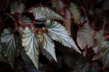 Parlak koyu yeşil yaprakların doğal arka planı. Tropikal bahçede kırmızı sapları ve kıvrımlı kenarları var.. 