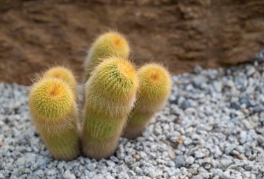 Eriocactus 'a (Parodia) yakın plan, silindirik şekilli ve sarı sivri dikenli sulu bir bitki. Kaya bahçesini dekore etmek için kullanılan süs bitkisi. Metin arkaplanı için boşluk kopyala.