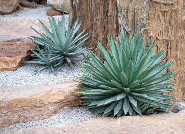 Koyu yeşil yaprakları ve keskin dikenleri olan sulu, sulu bir bitki. Kaya bahçesindeki süs bitkisi..