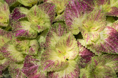 Coleus bitkilerine yakın çekim. Sarı, mor ve yeşil renkli renkli yaprakların arkaplanı ve tropik bahçede güneş ışığı. Bahçeyi süslemek için süs bitkileri..