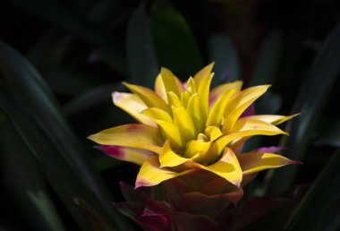 Sarı-kırmızı Bromeliad çiçeklerinin yakın çekimi tropikal bahçede çiçek açıyor ve arka planda doğal güneş ışığı var. (Bromeliaceae)