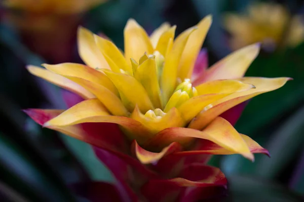 緑の葉の上に熱帯の庭に咲く黄色い赤いブロメリアドの花のクローズアップ ブロメリア科 — ストック写真