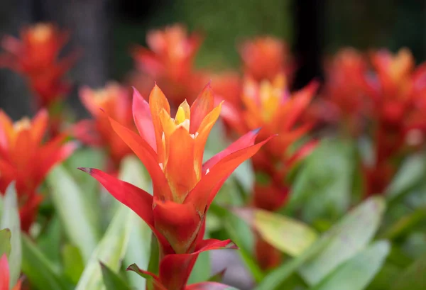 緑の葉の上に熱帯の庭に咲くオレンジ色のブロメリアドの花のクローズアップ ブロメリア科 — ストック写真