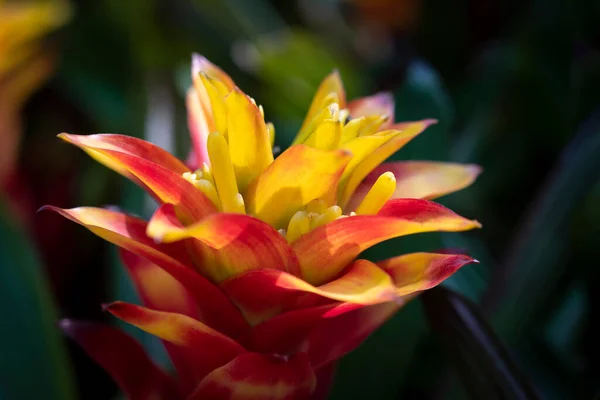 緑の葉の上に熱帯の庭に咲く黄色い赤いブロメリアドの花のクローズアップ ブロメリア科 — ストック写真