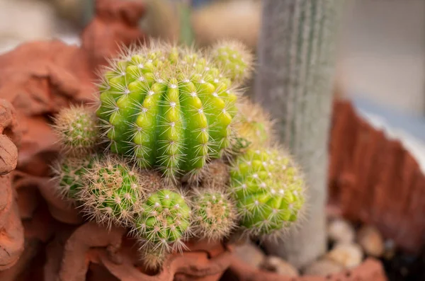 Ammasso Cactus Echinopsis Piante Succulente Colore Giallo Verde Con Fusti — Foto Stock