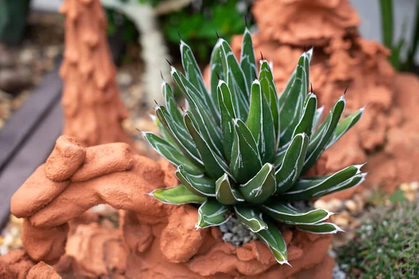 Agave pintilla, small succulent plants on a terracotta potted. Leaves are green with white stripes and sharp spines at the tips.