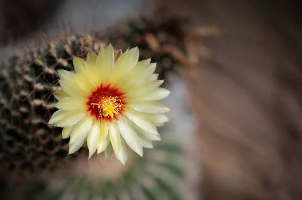 Primer Plano Flor Cactus Cereus Con Amarillo Rojo Está Floreciendo — Foto de Stock