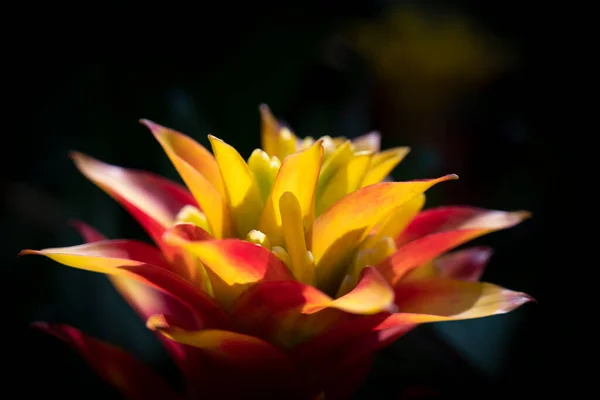 Close Amarelo Vermelho Bromélias Flores Florescendo Jardim Tropical Fundo Escuro — Fotografia de Stock