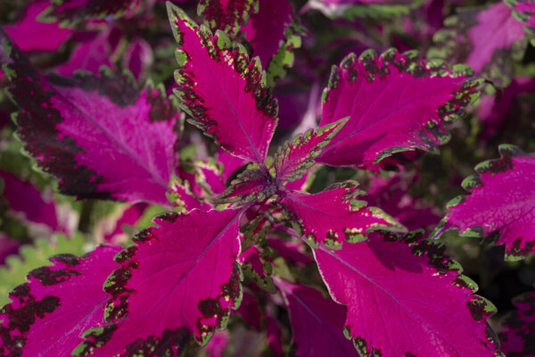 Close-up of Coleus plants. Background of vivid purple-pink leaves with a green border and natural sunlight in the tropical garden. Ornamental plants for decorating in the garden.
