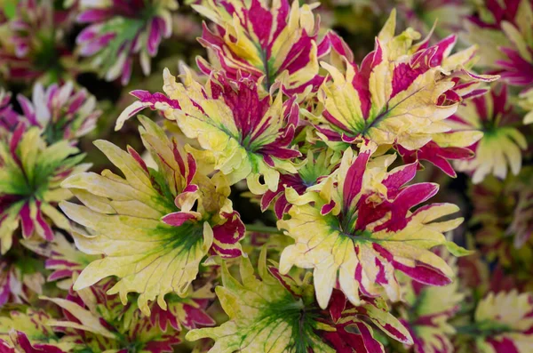 Nahaufnahme Von Coleus Pflanzen Hintergrund Aus Bunten Blättern Mit Gelben — Stockfoto