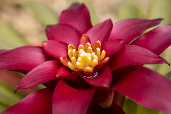Közelkép Egy Nagy Piros Bromeliad Virág Sárga Pollen Virágzik Trópusi — Stock Fotó