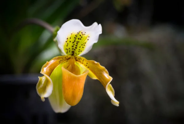 Közelkép Paphiopedilumról Vénusz Papucsról Vagy Női Papucs Orchideáról Virág Sárga — Stock Fotó