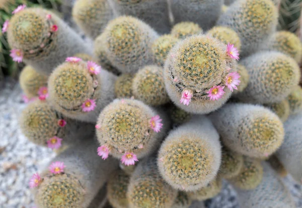 Ammasso Mammillaria Cactus Piante Succulente Con Fusti Cilindrici Lana Bianca — Foto Stock