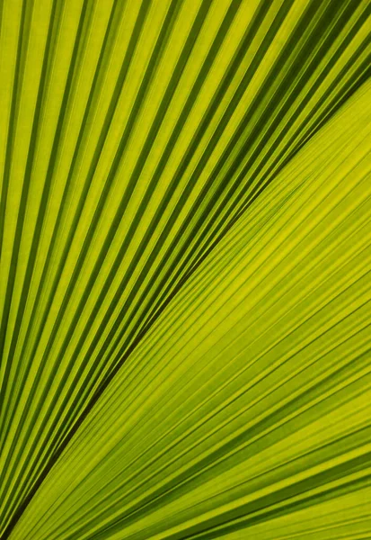 リクアラ グランディスの葉のクローズアップ 熱帯の庭に扇型や縞模様のある緑の葉の自然背景 — ストック写真