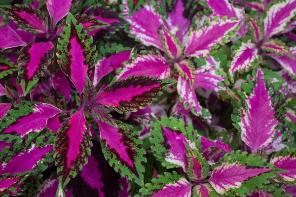 科里厄斯工厂的特写色彩艳丽的紫色粉色叶子的背景 绿色的边框和热带花园中自然的阳光 装饰花园的观赏植物 — 图库照片