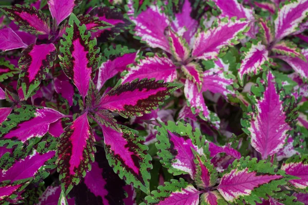 Coleus bitkilerine yakın çekim. Yeşil kenarlı mor-pembe yaprakların arka planı ve tropikal bahçede doğal güneş ışığı. Bahçeyi süslemek için süs bitkileri..