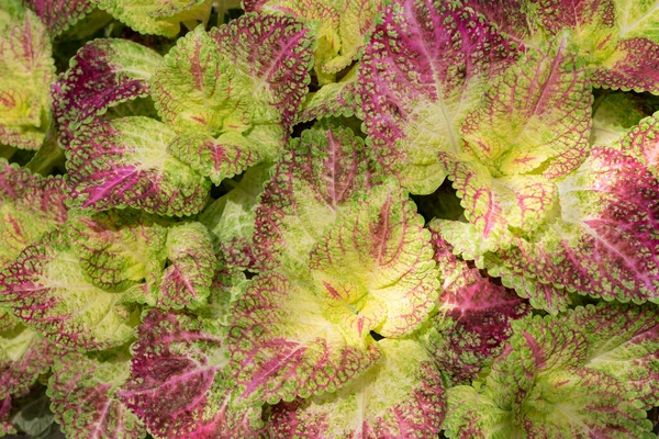 Közelkép Coleus Növényekről Háttér Színes Levelek Sárga Lila Zöld Színek — Stock Fotó