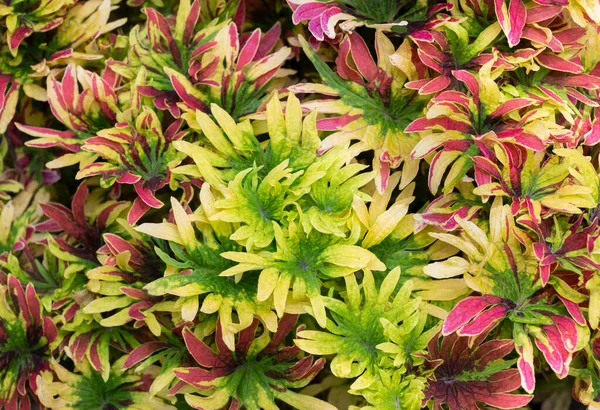 Közelkép Coleus Növényekről Háttér Színes Levelek Sárga Lila Zöld Színek — Stock Fotó