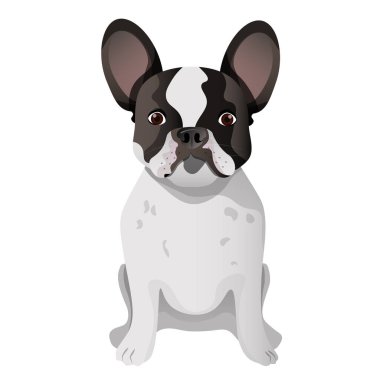 Beyaz ve siyah Fransız bulldog oturuyor