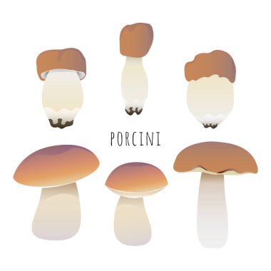 Set of porcini mushrooms