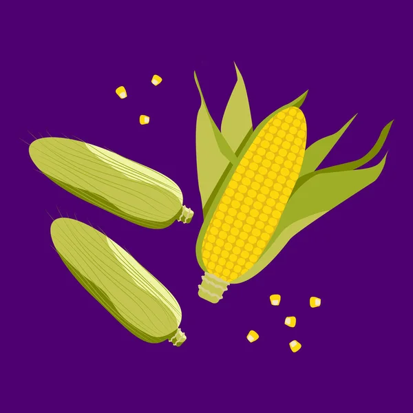 Ear of corn. Corn on the cob. Corn grain. Yellow maize.