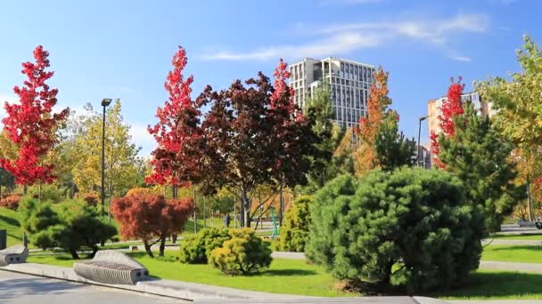 Schöner Herbstpark Mit Malerischen Gelb Orangen Bäumen Und Laubbäumen Herbstliche — Stockvideo