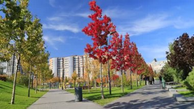 Resimli sarı-portakal ağaçları ve yapraklarıyla güzel bir sonbahar parkı. Dnipro, Dnepropetrovsk, Ukrayna 'da sonbahar caddeleri.