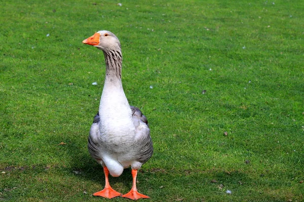 Beautiful Perigord Geese Walk Green Lawn Summer Goose Farm Gray — Stock Photo, Image