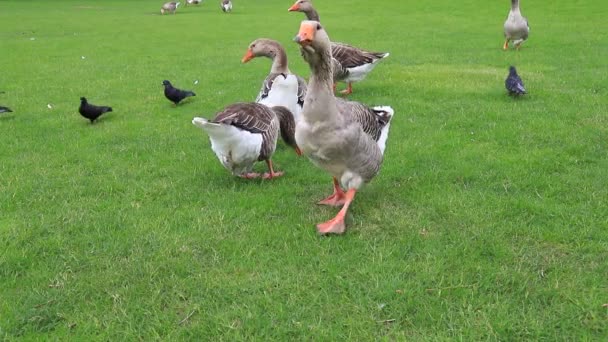 Belles Oies Périgord Marchent Sur Une Pelouse Verte Été Sur — Video