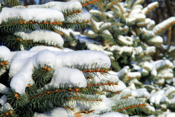 겨울의 겨울날 풍경에 눈으로 가문비나무가지 크리스마스 클로즈업 — 스톡 사진