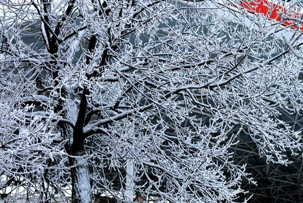 Zimní Příroda Pozadí Silueta Větví Stromů Pokrytých Sněhem Chladné Zimě — Stock fotografie