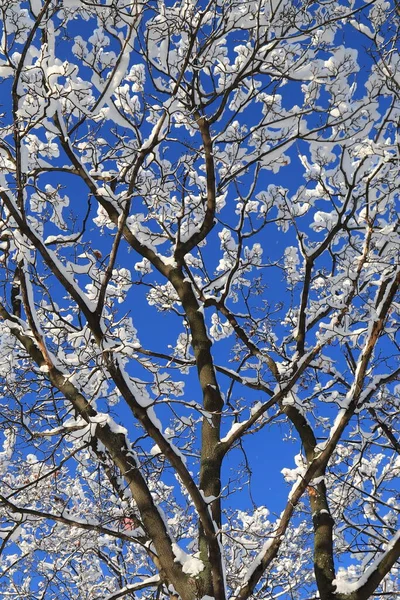겨울의 크리스마스 나무를 클로즈업 나무를 클로즈업하는 아름다운 눈덮인 나뭇가지의 실루엣 — 스톡 사진