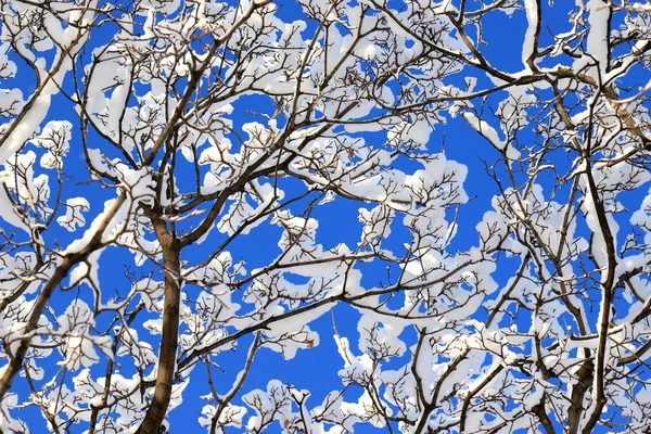 겨울의 크리스마스 나무를 클로즈업 나무를 클로즈업하는 아름다운 눈덮인 나뭇가지의 실루엣 — 스톡 사진