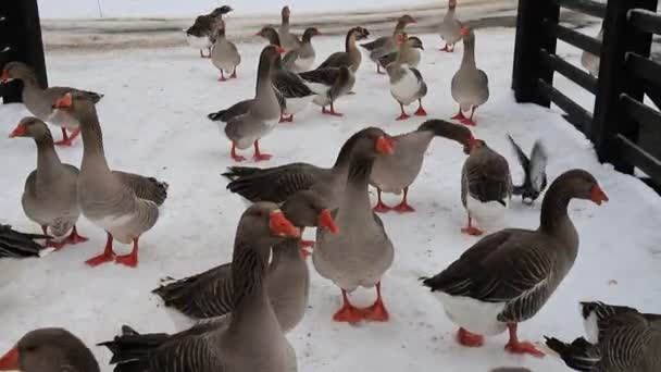 Beautiful Gray Perigord Geese Walk Farm Winter Greylag Goose Farm — ストック動画