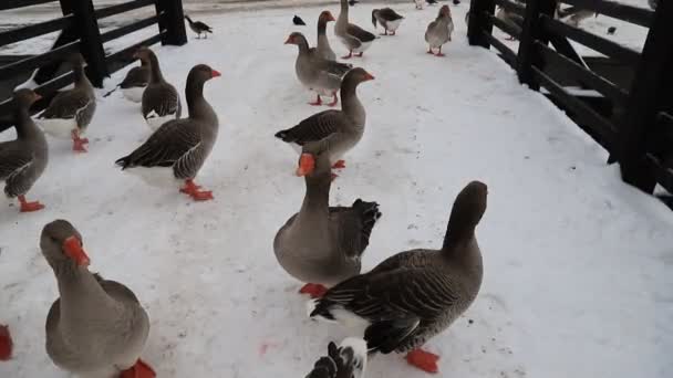 Beautiful Gray Perigord Geese Walk Farm Winter Greylag Goose Farm — Stock video