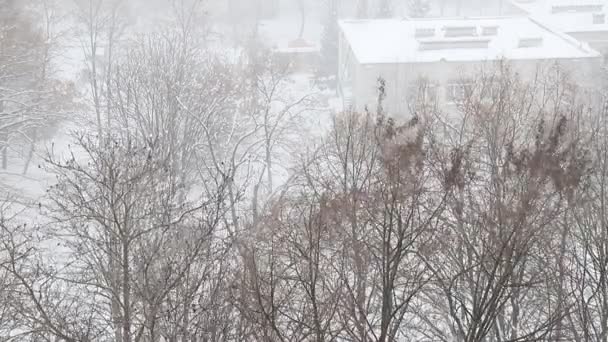 Silna Zamieć Śnieżna Burza Śnieżna Zamiata Drzewa Budynki Mieście Widok — Wideo stockowe