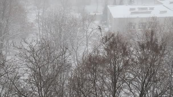 Ein Starker Schneesturm Schneesturm Fegt Bäume Und Gebäude Der Stadt — Stockvideo