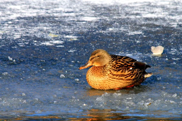 Big Yellow Duck Breed Stands Winter Ice Frozen Lake Meat — Stock Photo, Image