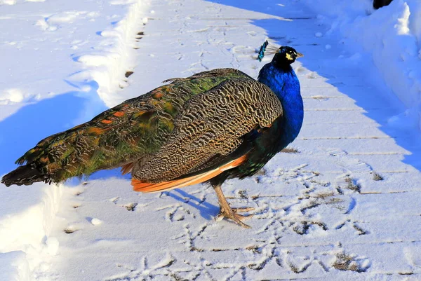 Животные Зимой Ярко Голубые Красивые Павлины Длинными Хвостовыми Перьями Ходят — стоковое фото