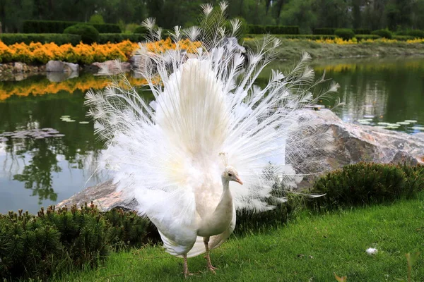 Peacock Blanc Danse Accouplement Danse Montre Des Plumes Dans Parc — Photo