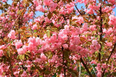 Pembe natura aşk sakura arka planı. Güzel pembe sakura çiçekleri, ilkbaharda Japon kiraz çiçekleri Kadınlar Günü 'nde..