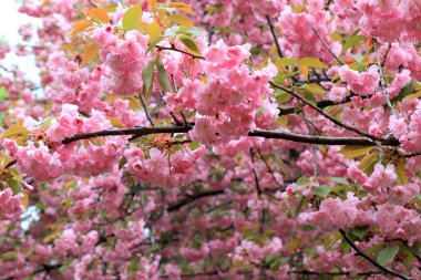 Pembe natura aşk sakura arka planı. Güzel pembe sakura çiçekleri, ilkbaharda Japon kiraz çiçekleri Kadınlar Günü 'nde..
