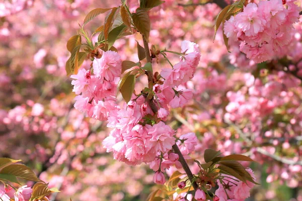 Pink Natura Love Sakura Background Beautiful Pink Sakura Flowers Japanese — Stock Photo, Image