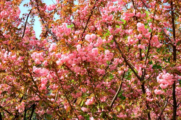Rosa Natura Lieben Sakura Hintergrund Schöne Rosa Sakura Blüten Japanische — Stockfoto