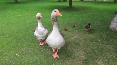Yazın geleneksel kaz çiftliğinde yeşil çimlerde yürüyen güzel gri perigord kazları. Kaz eti, Fransız kaz ciğeri lezzeti, köydeki kümes hayvanları çiftliği. Su kuşu avı