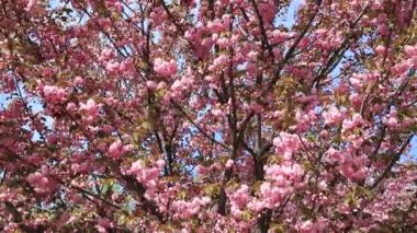 Güzel pembe sakura çiçekleri, ilkbaharda Japon kiraz çiçekleri. Anneler Günü, pembe sakura aşk manzarası, Dnipro, Ukrayna 'da doğa geçmişi